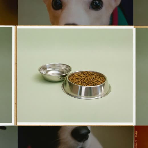 Food and water bowls set out for a feeding visit